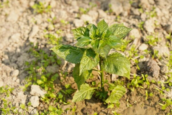 Was Sollte Man Nach Kartoffeln Pflanzen