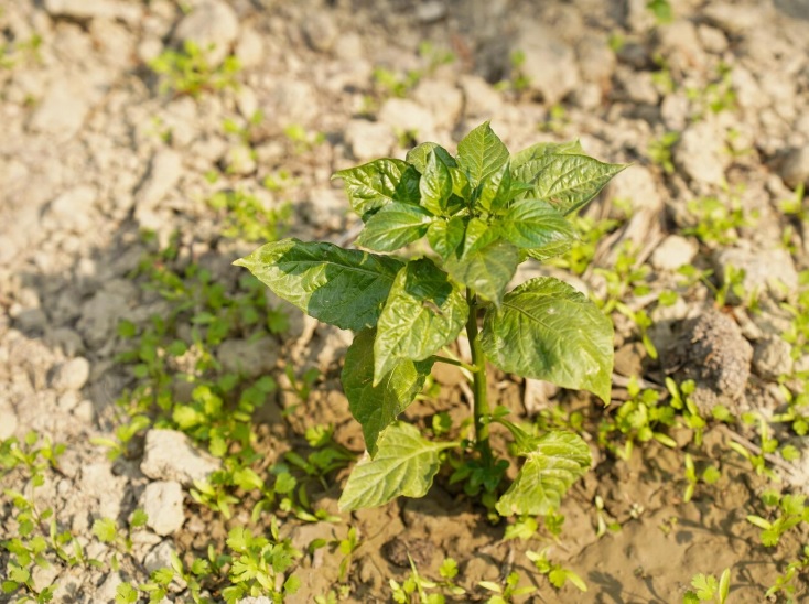 Was Sollte Man Nach Kartoffeln Pflanzen